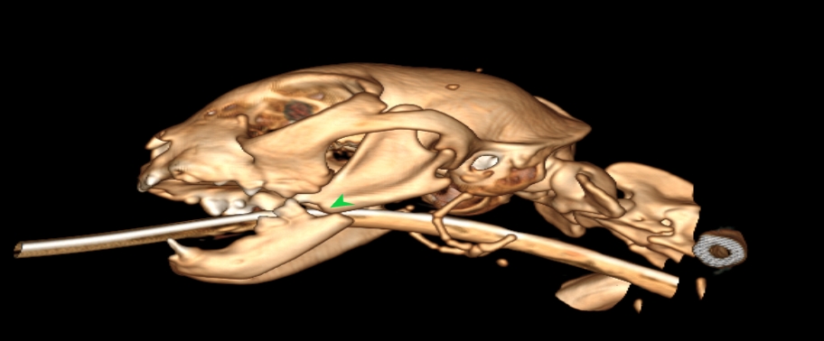 貓咪下顎骨骨折骨科手術電腦斷層掃描